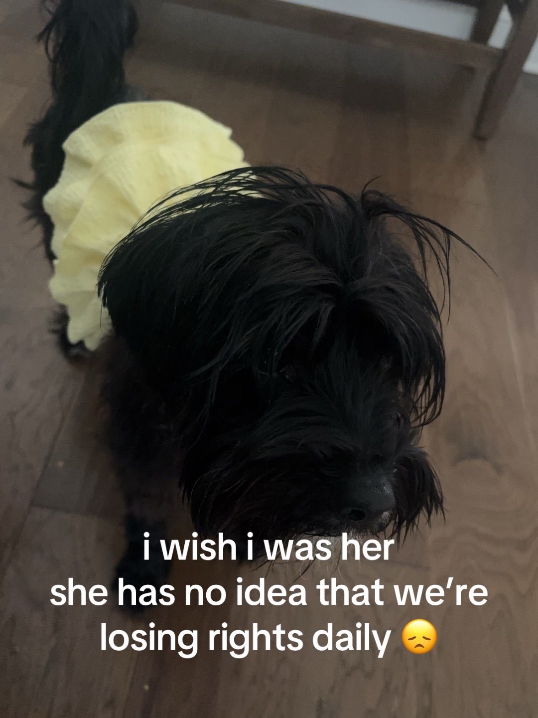 @livefromthealibi