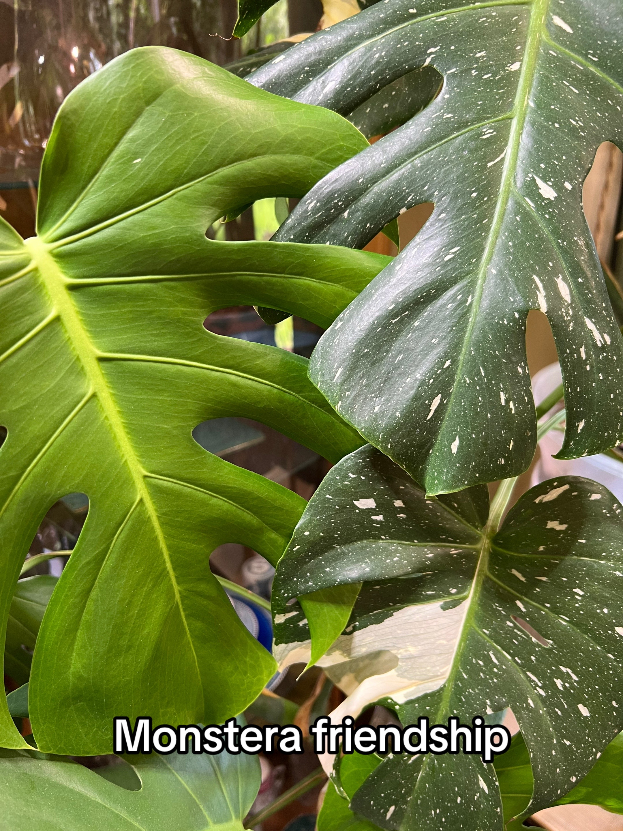 @The_Chlorophylliac