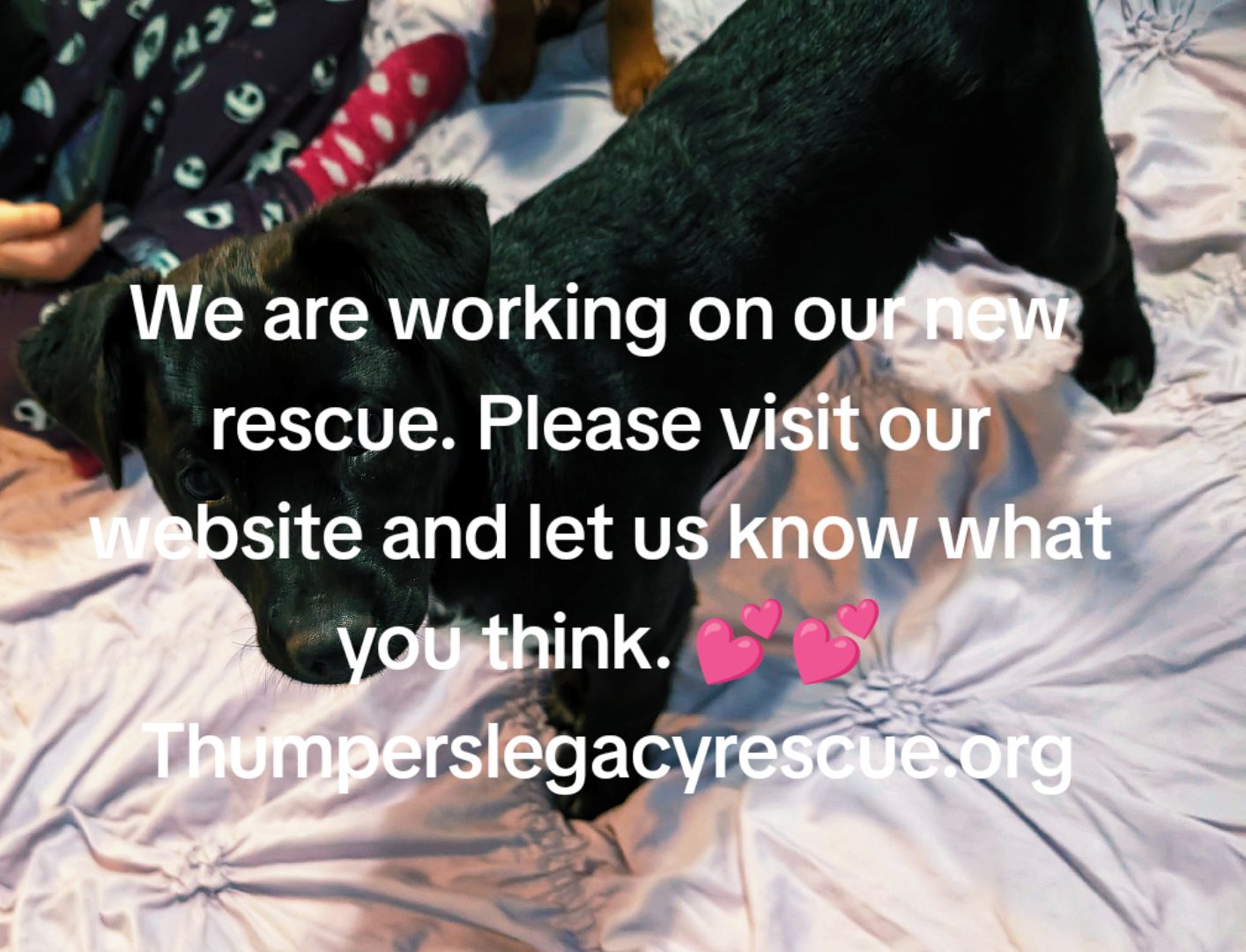 @dachshundclowning
