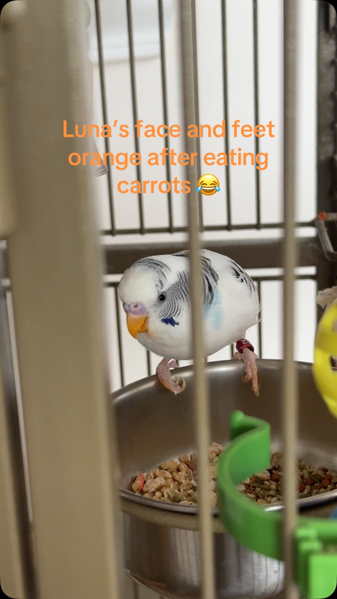 @The budgie trio