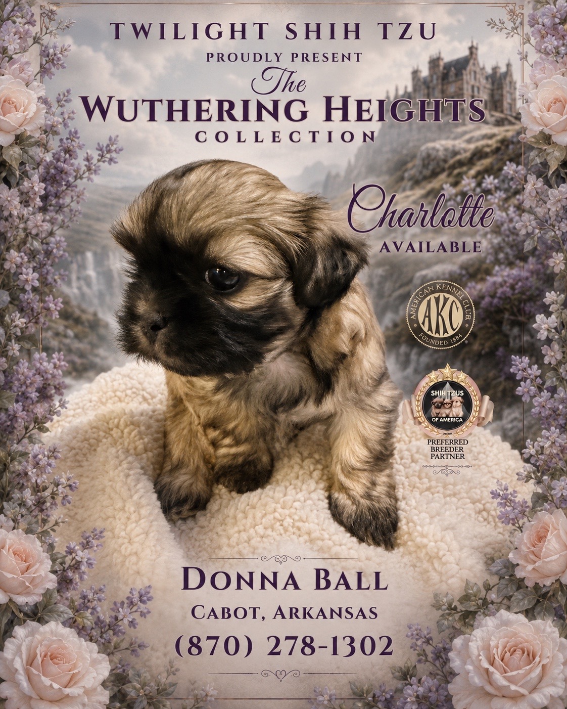 @Twilight Shih Tzu