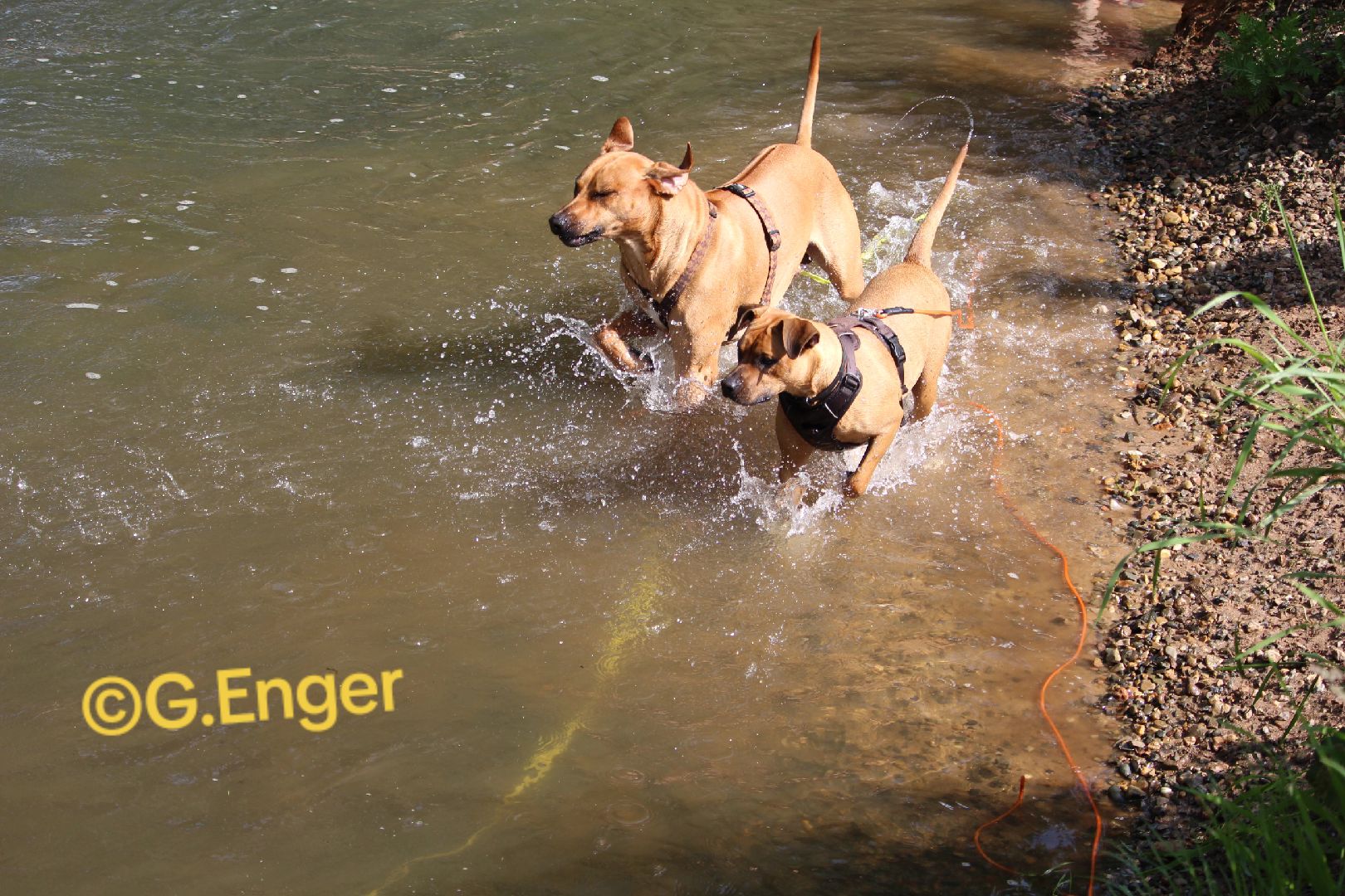 @amani.the.ridgeback