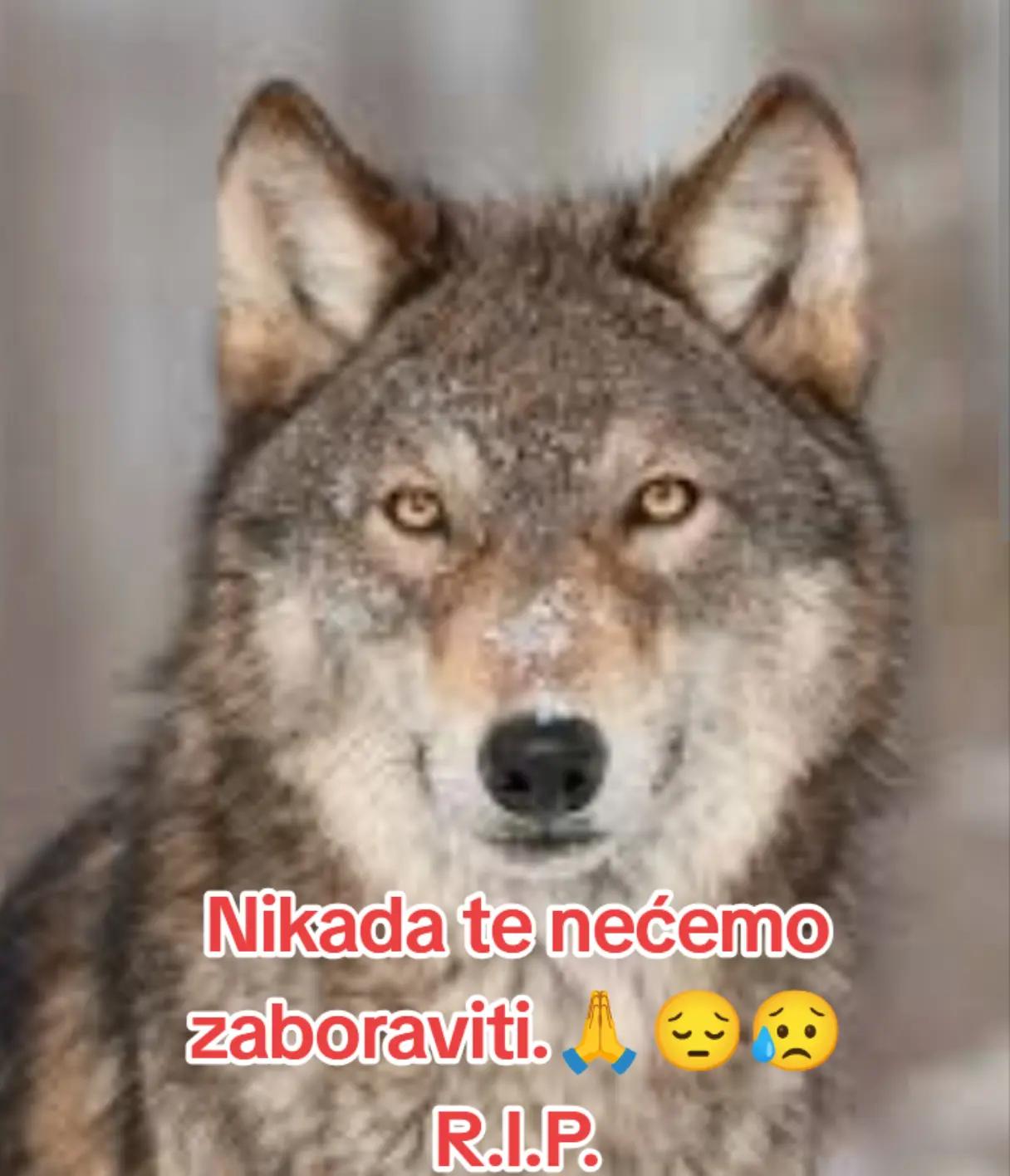 @teta Biba