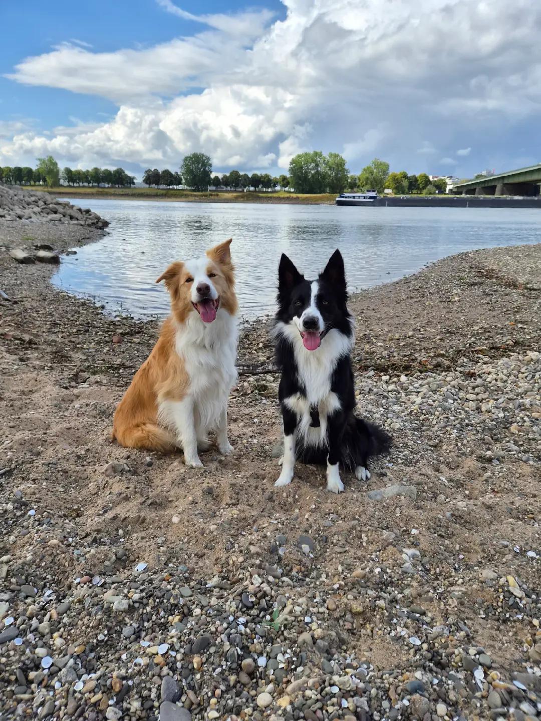 @dreamteam.agility