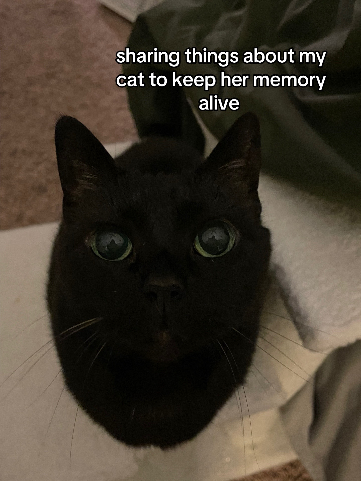 @🐈&zwj;⬛
