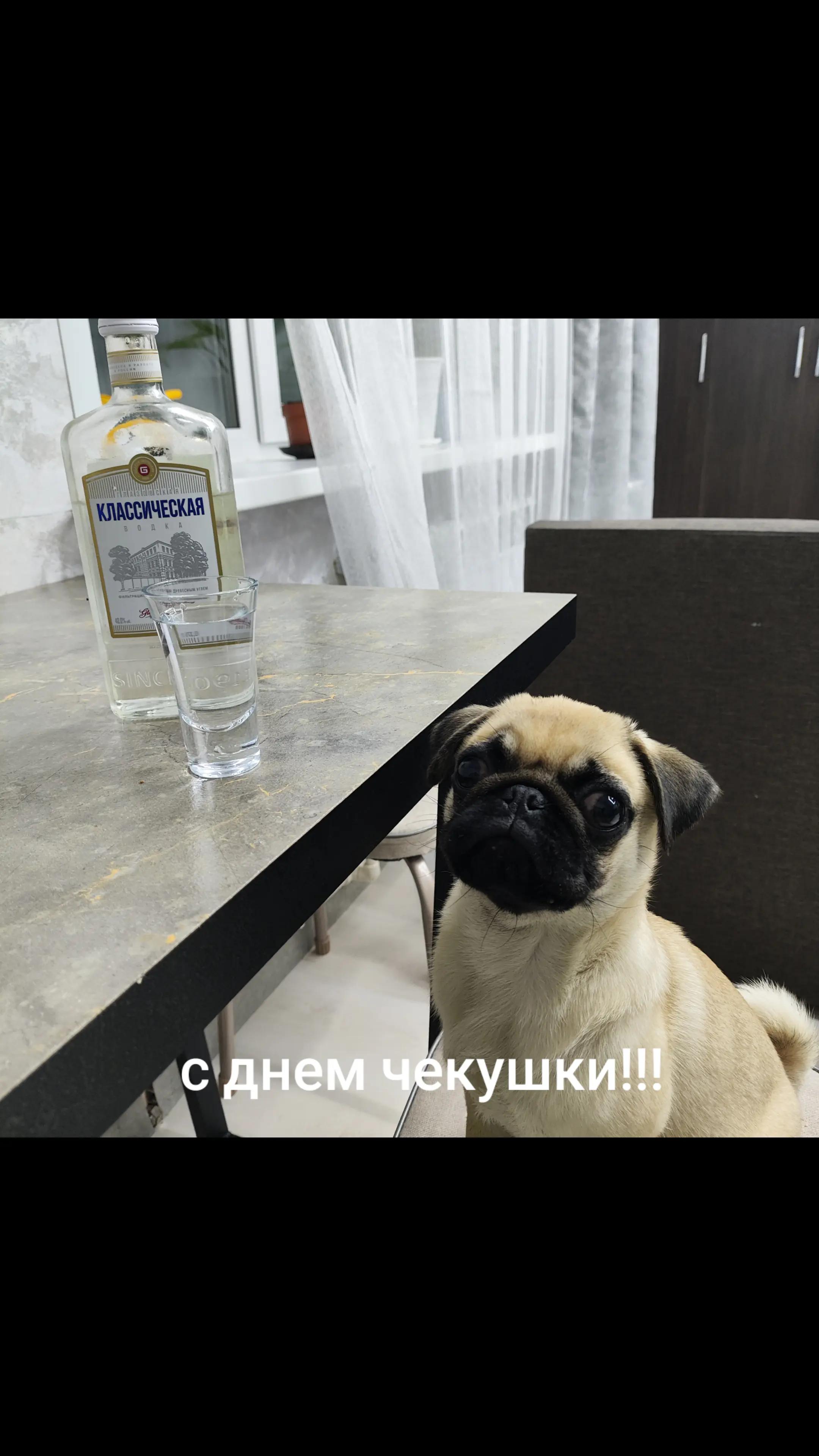 @ЧИПУНЕТСКИЙ👑