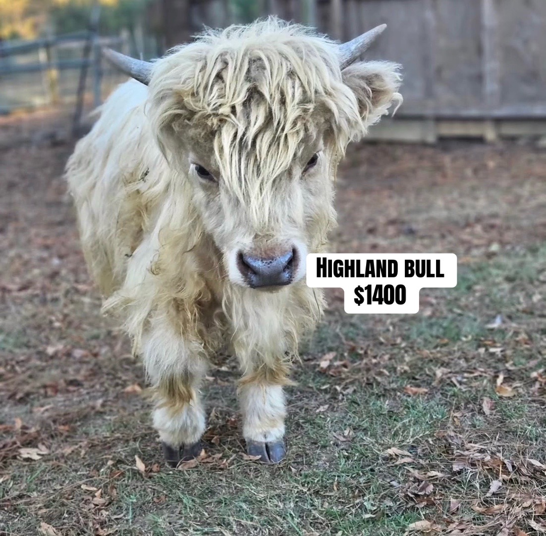 @landycows3