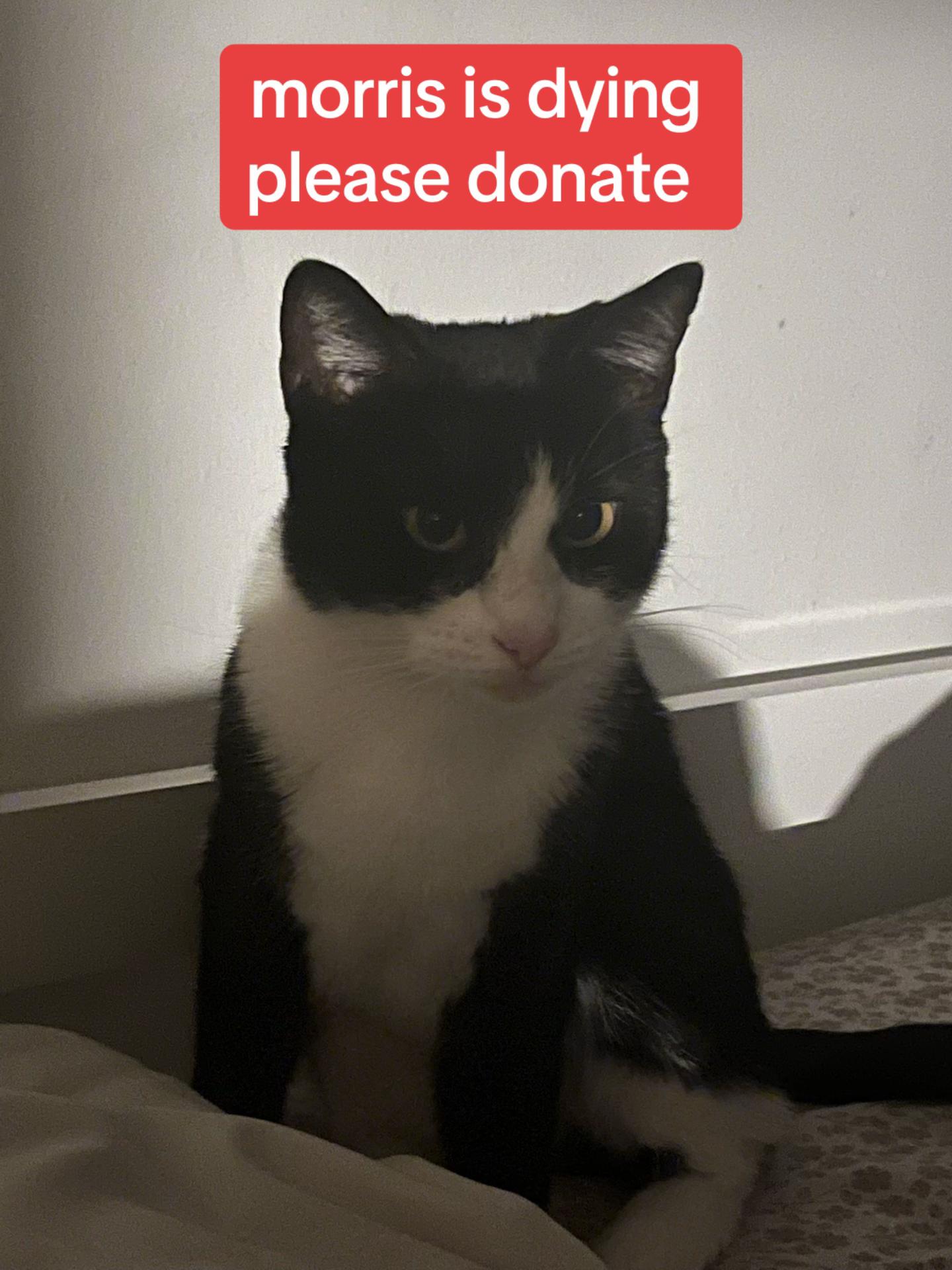 @Save Morris from FIP 🐾❤️&zwj;🩹