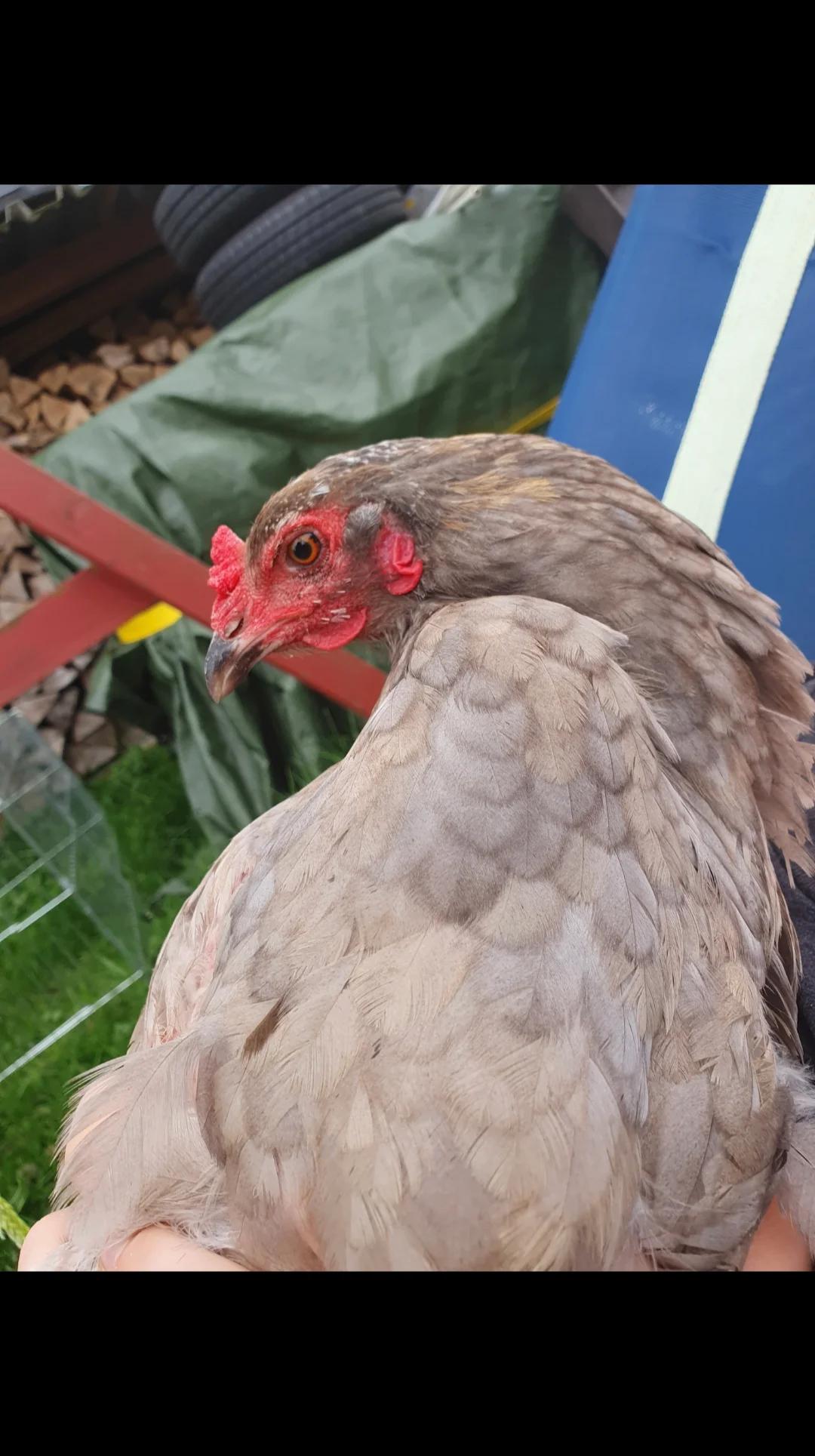 @der hühnermeister 🐓