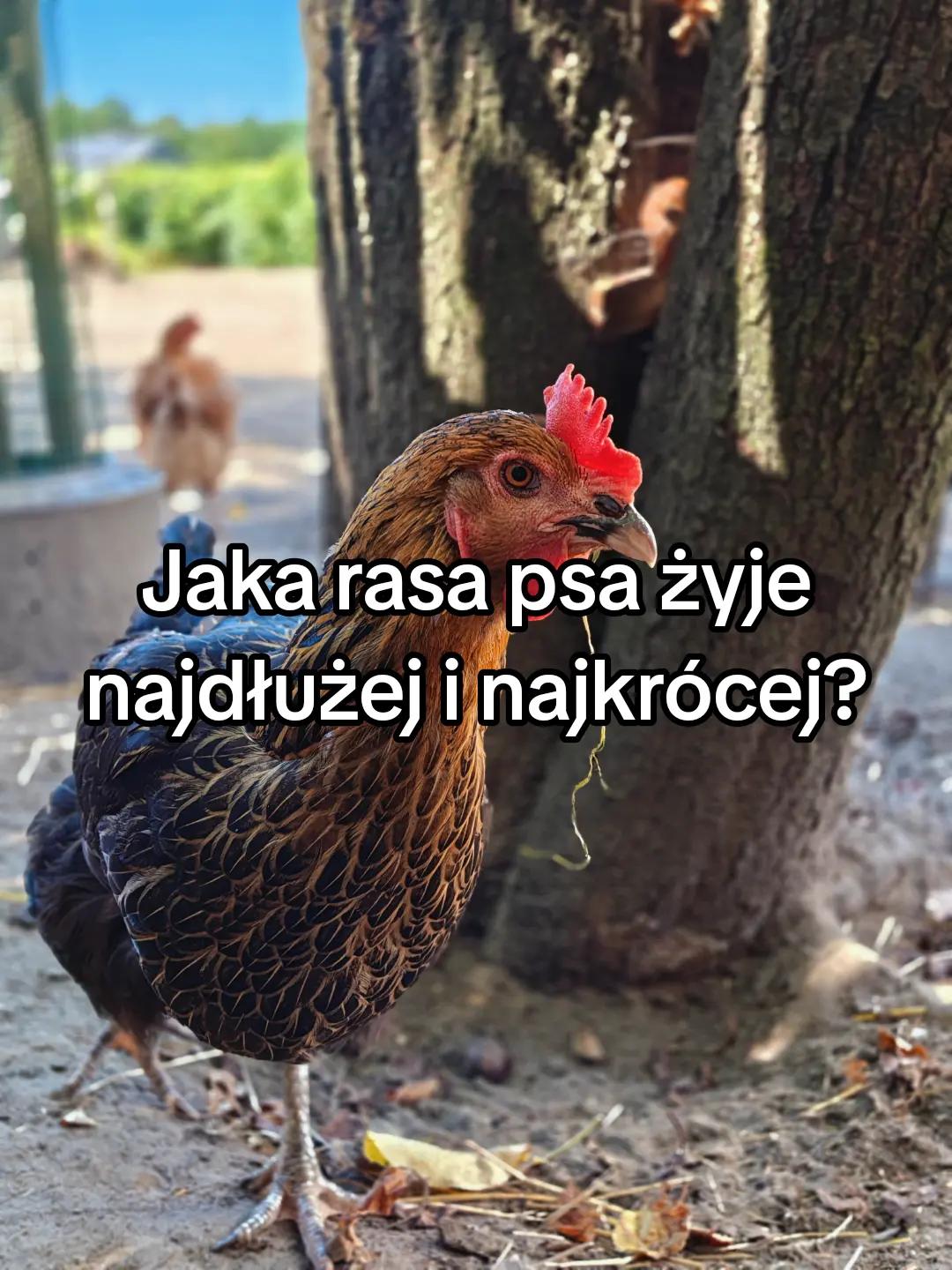 @KochamKurki❤️🐔