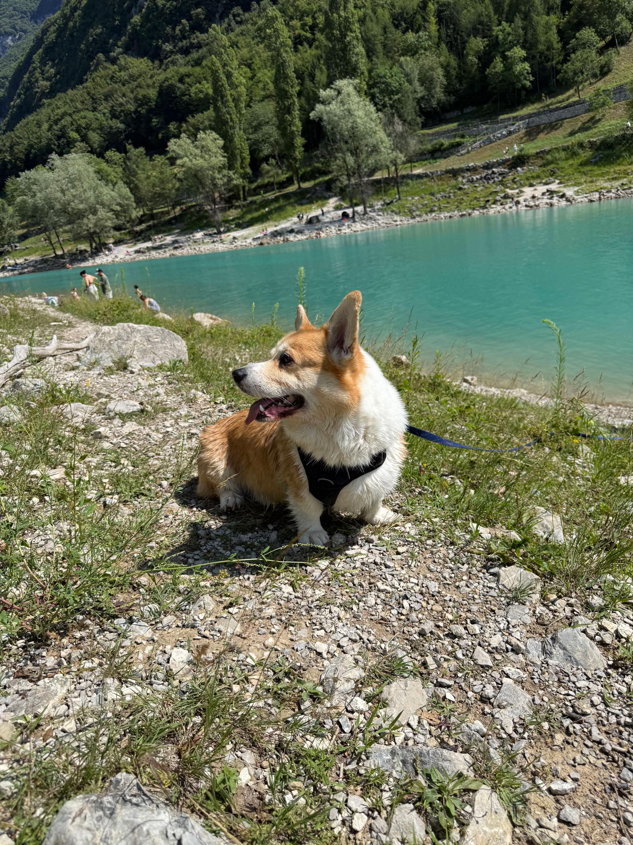 @Cheddar the Corgi