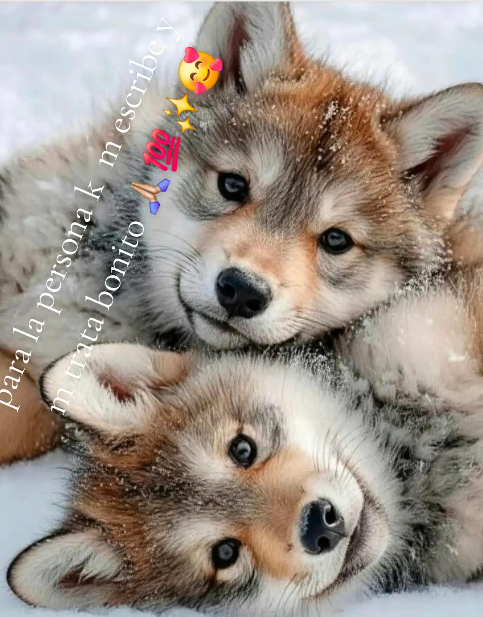 @Nori🐺❤️🐺❤️