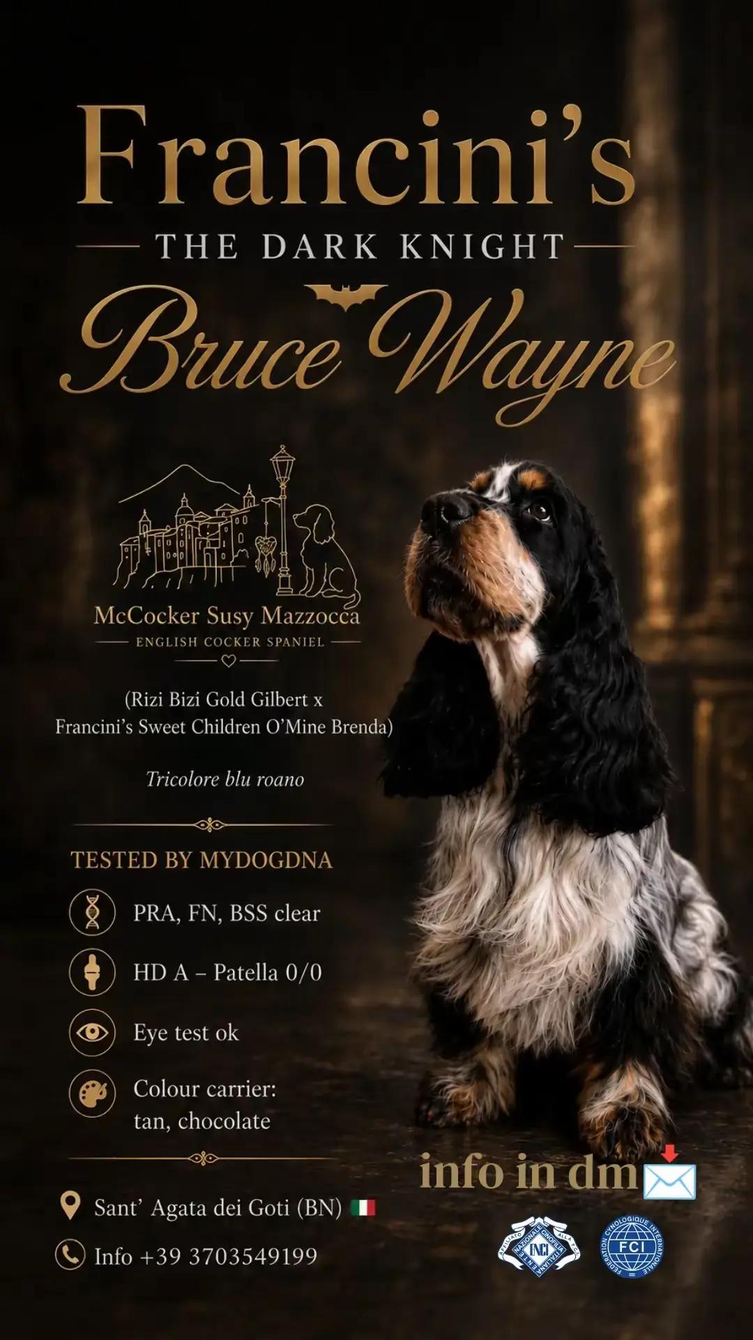 @McCocker EnglishCockerSpaniel