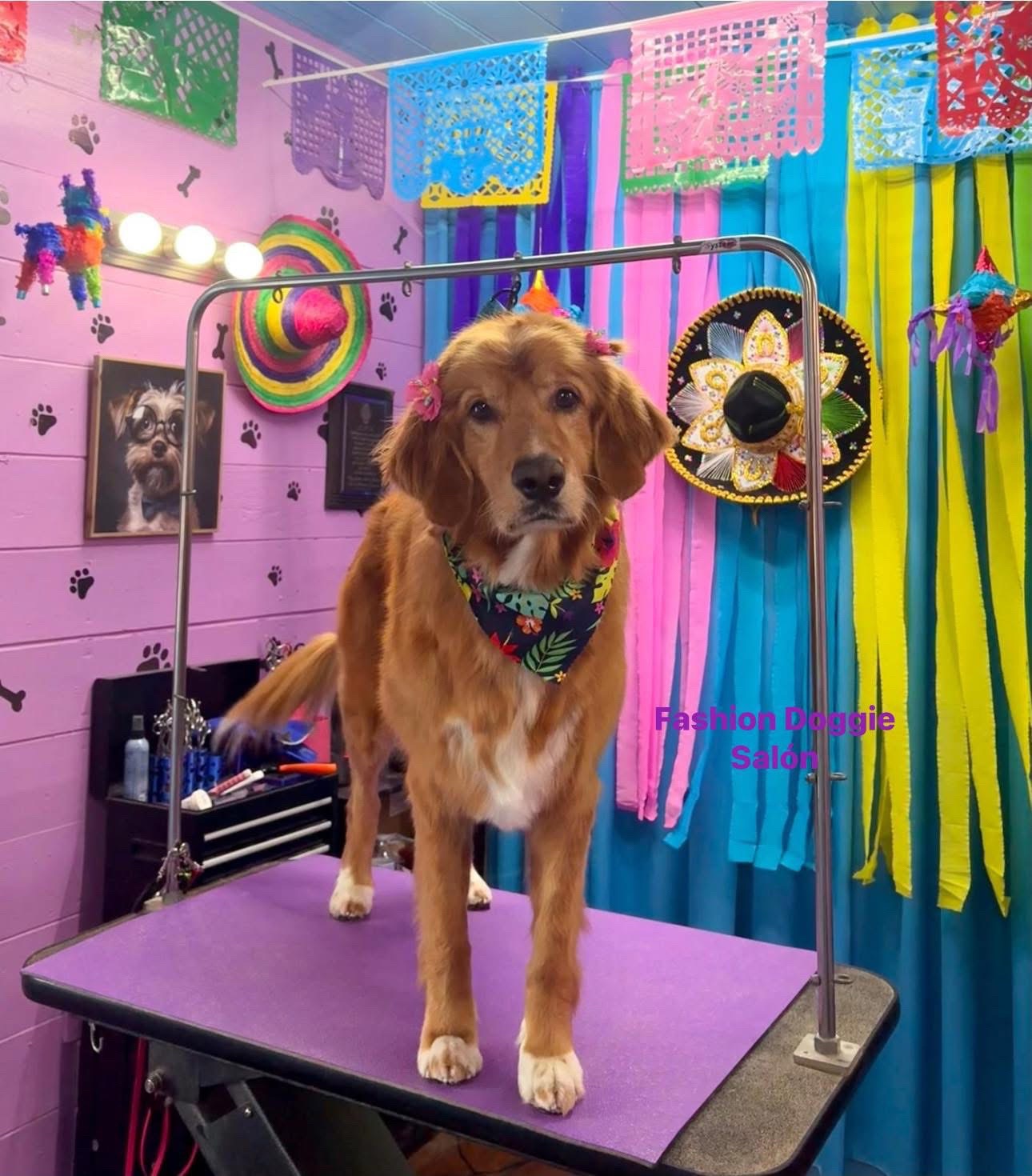 @fashion.doggie.salon