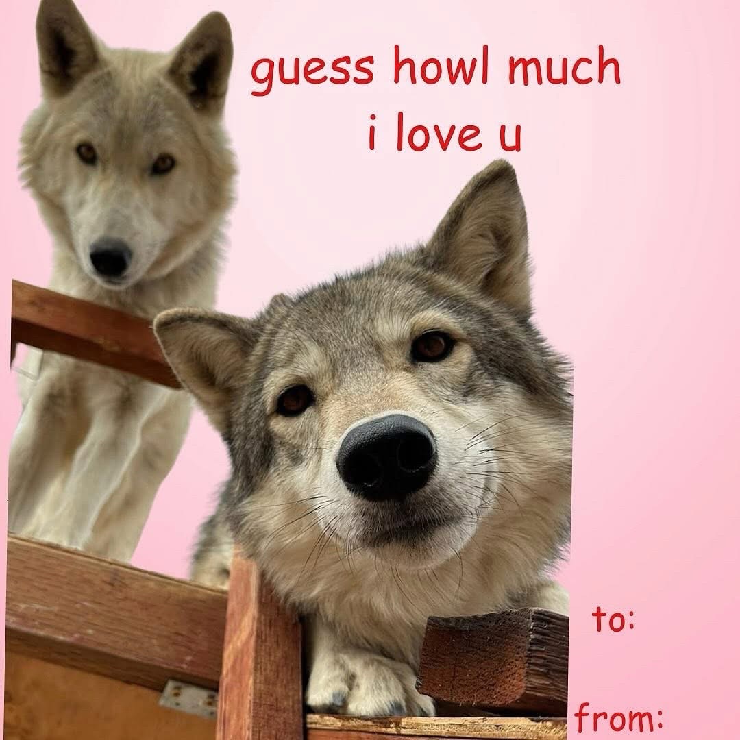 @ApexWolves