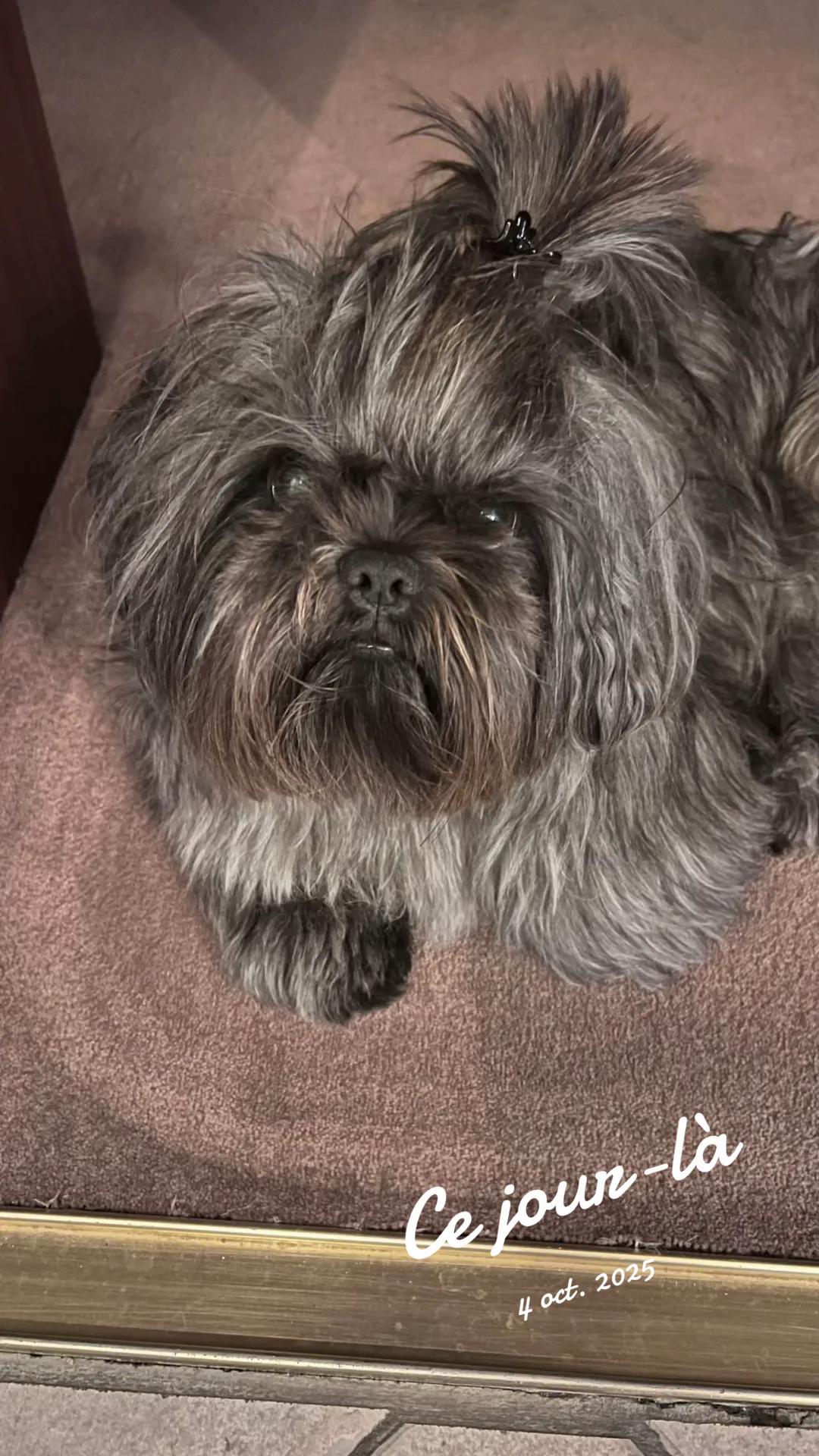 @SOCRATE 🐶🇮🇹🇮🇹