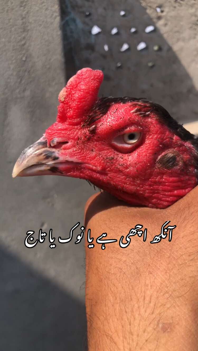 @Poultry Markaz