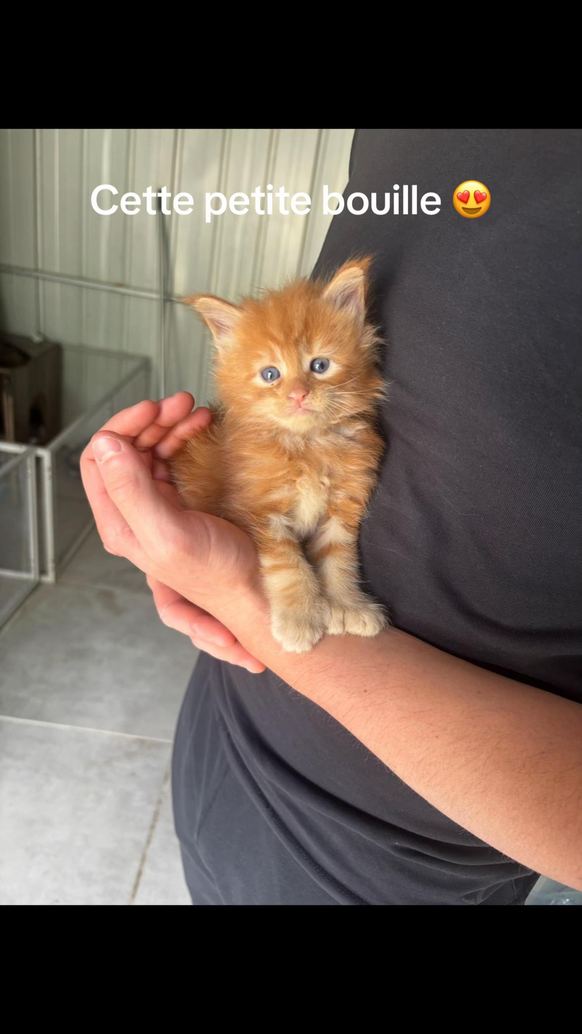 @belionmaincoon