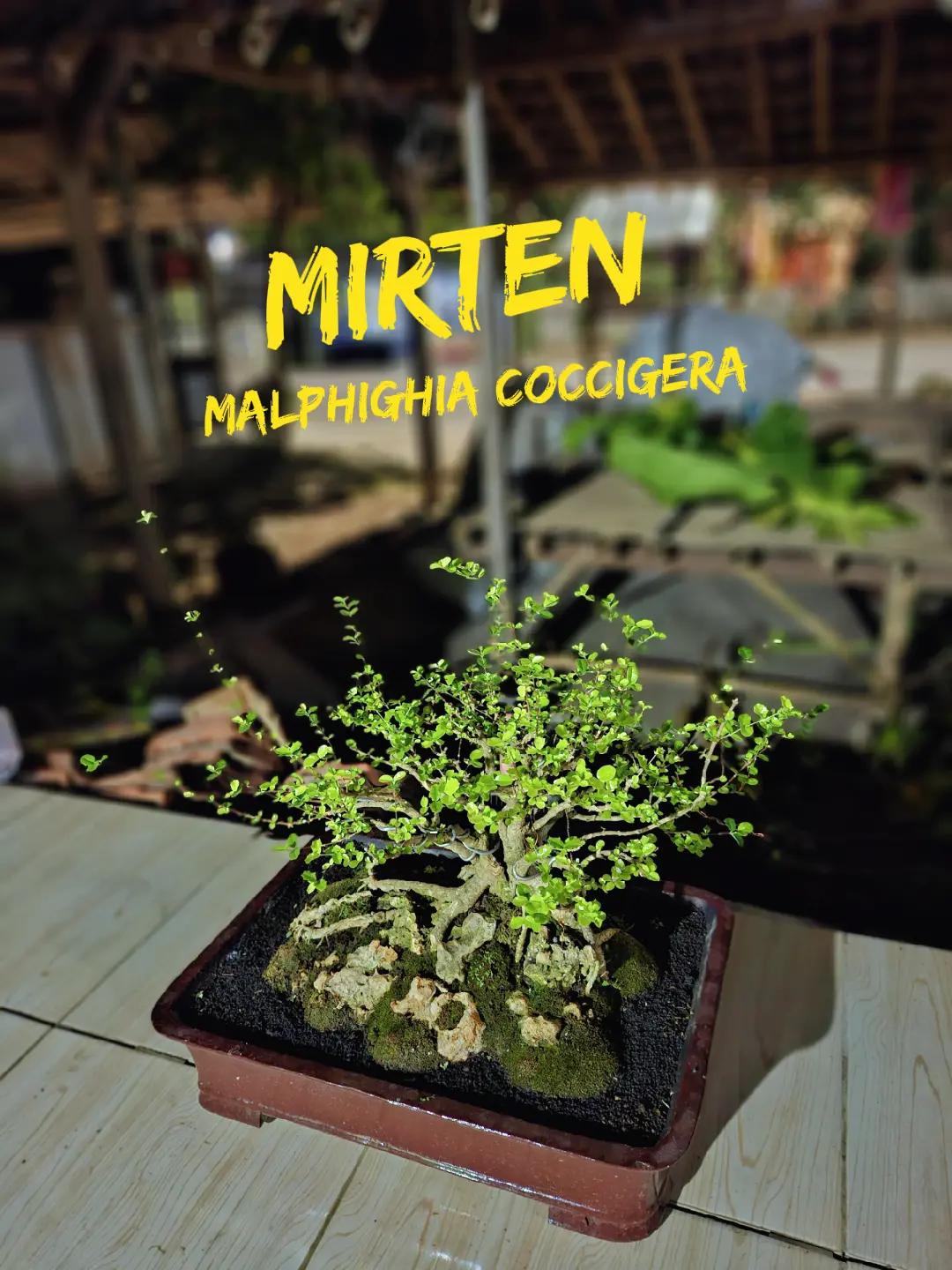 @RA'BONSAI