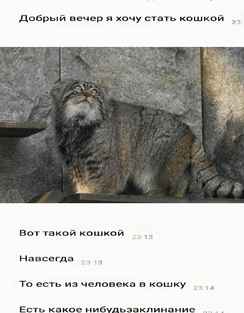@ВорМамок