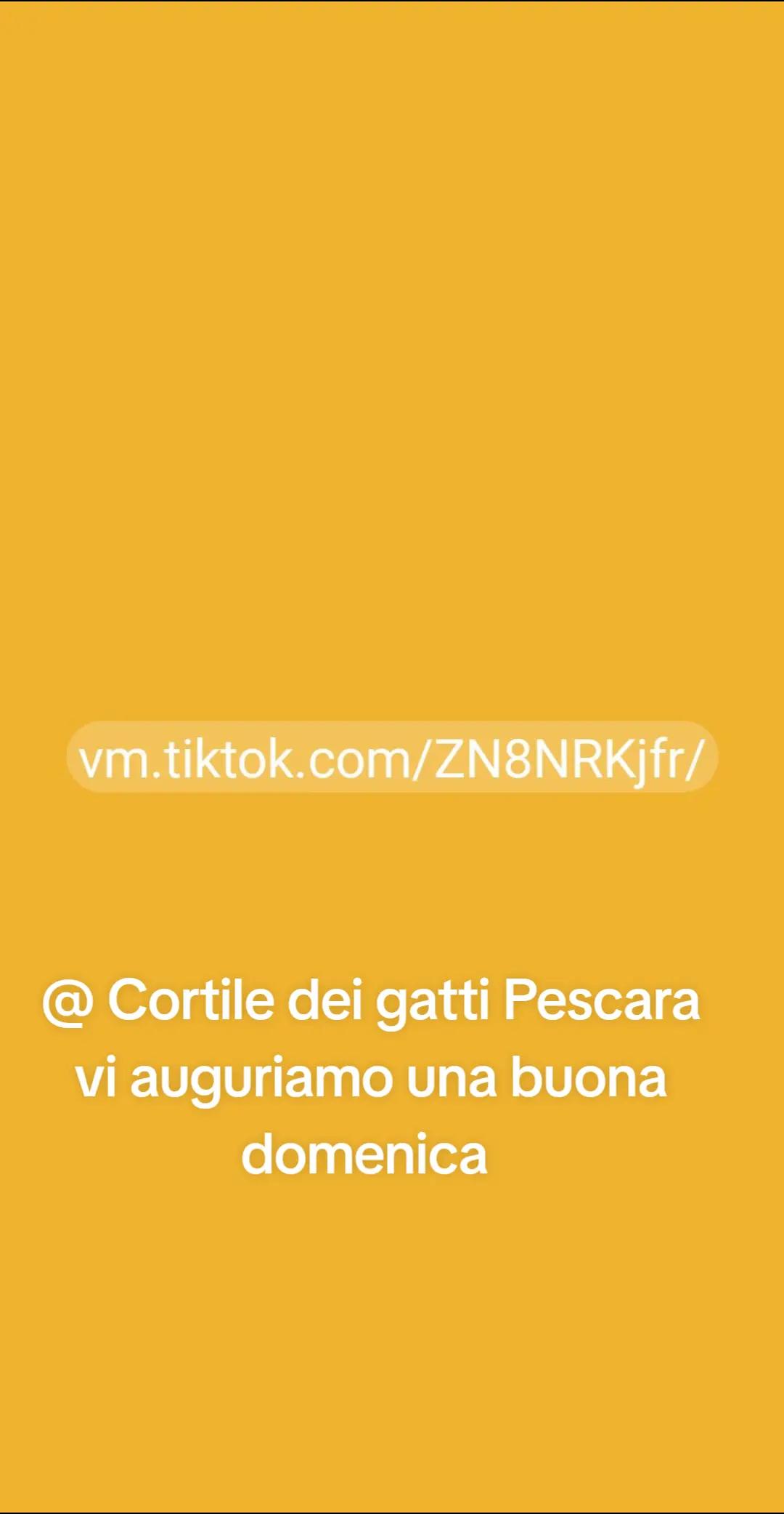 @@ Cortile dei gatti