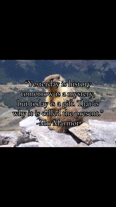 @dailymarmot00