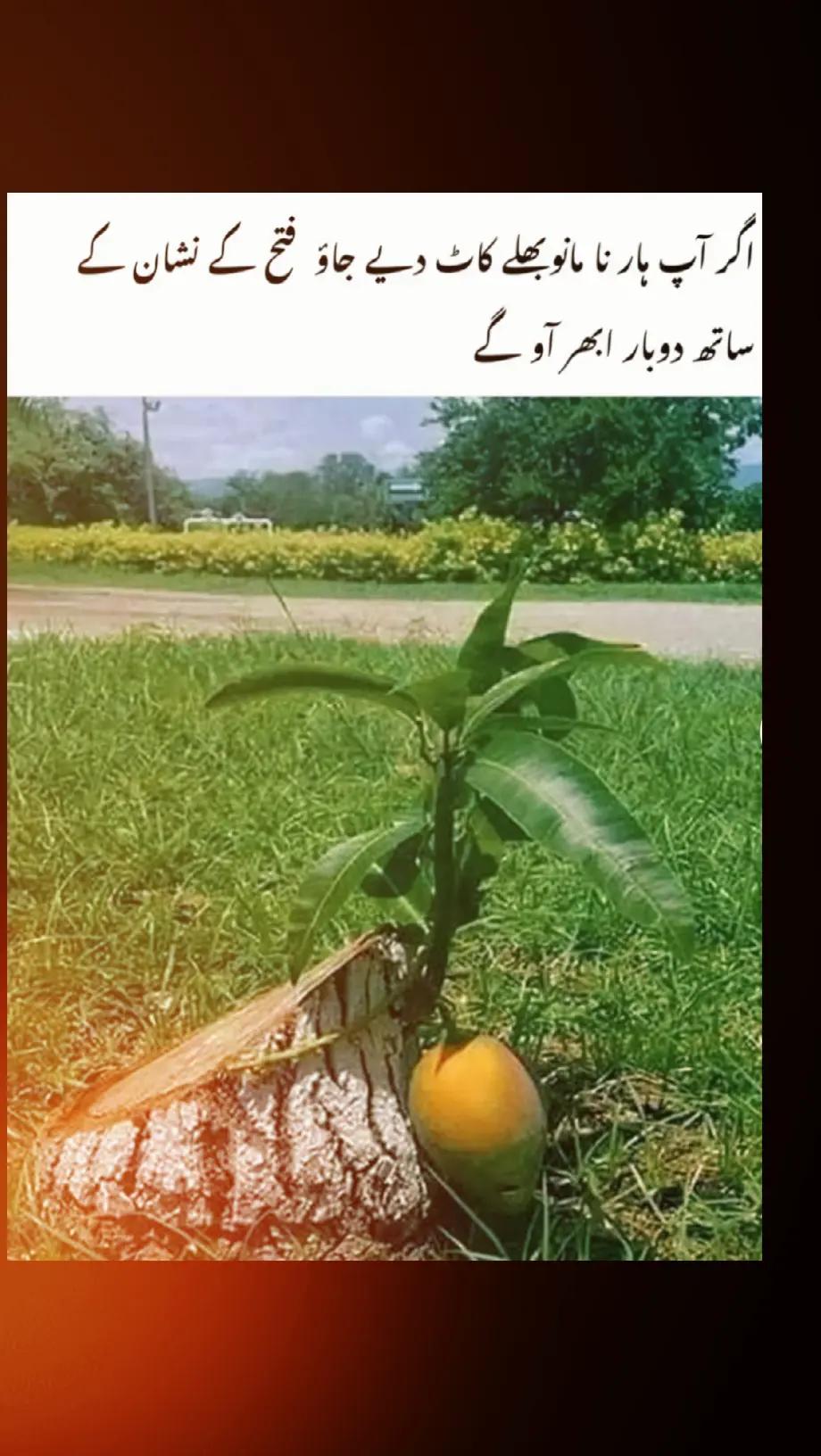 @Arzoo Cheema