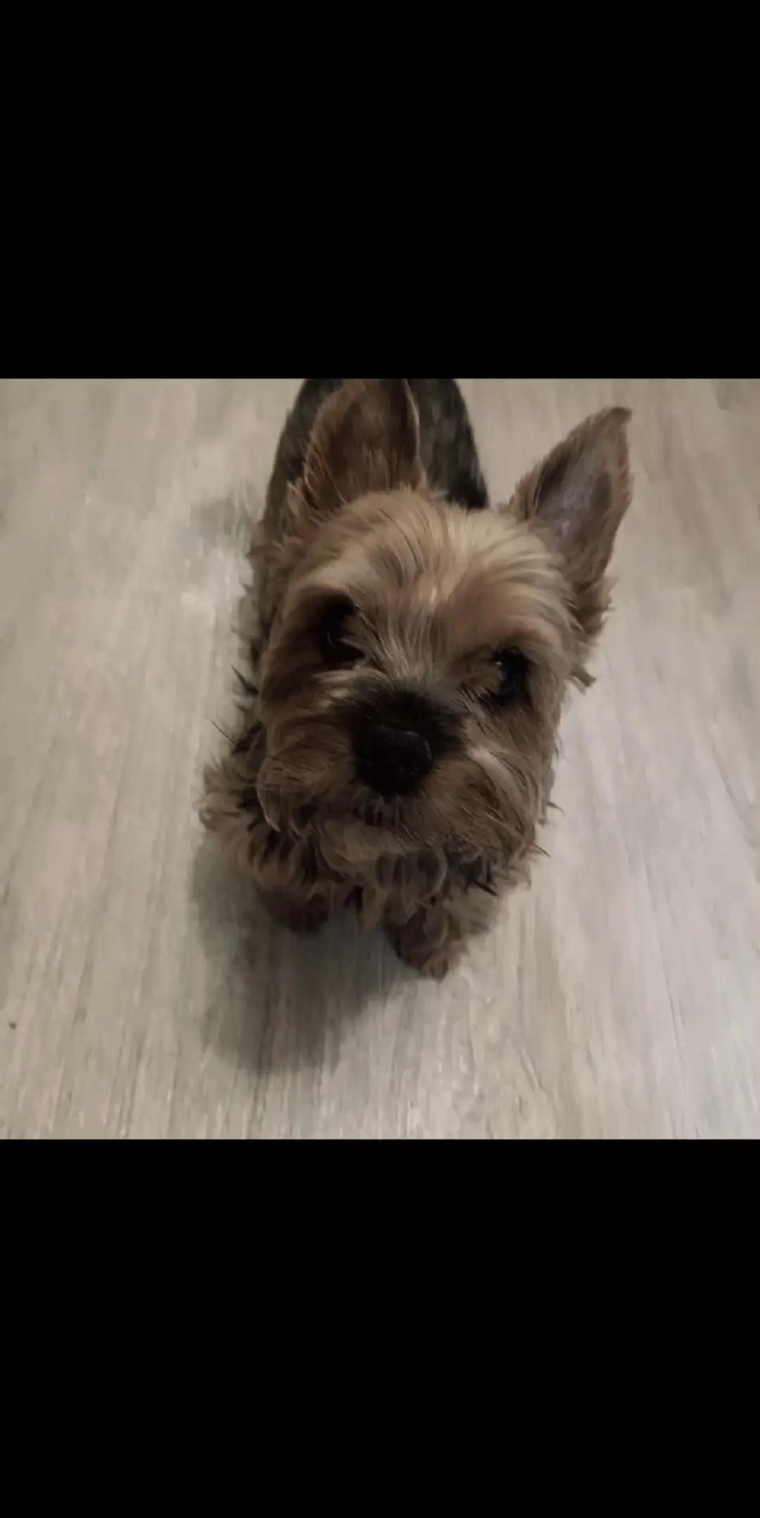 @петрович козочка.