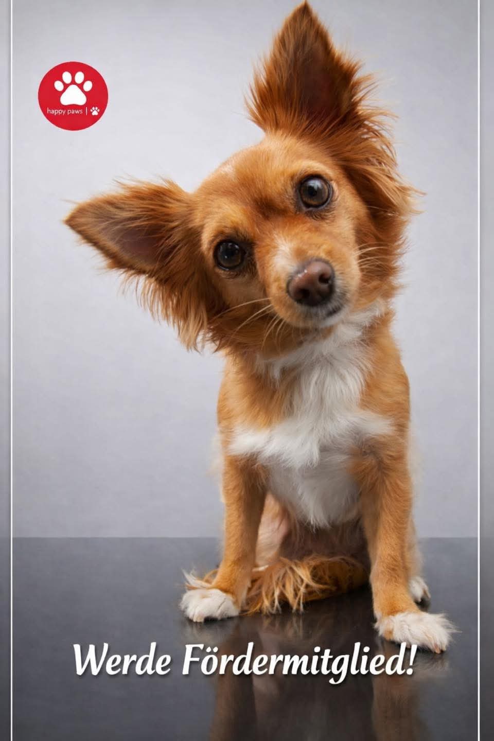 @Happy Paws Germany