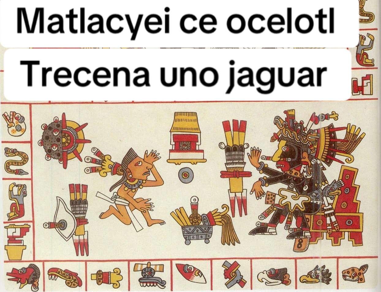 @ocelotl nahui 🐆
