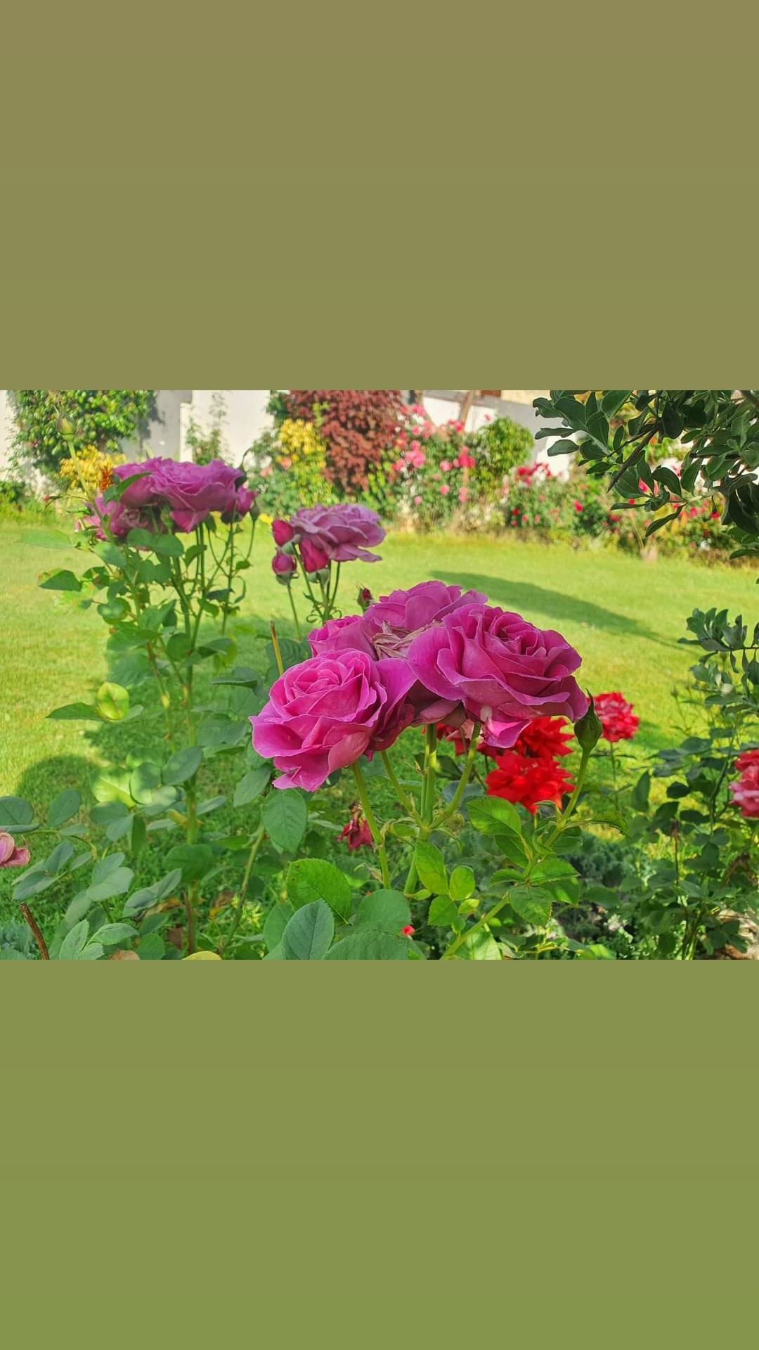 @💞Only_Flowers💞
