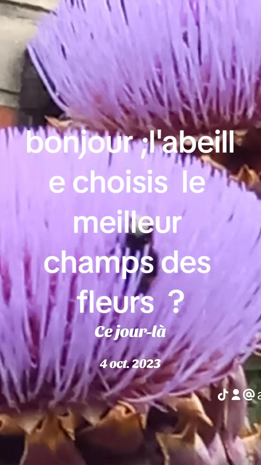 @amarjff