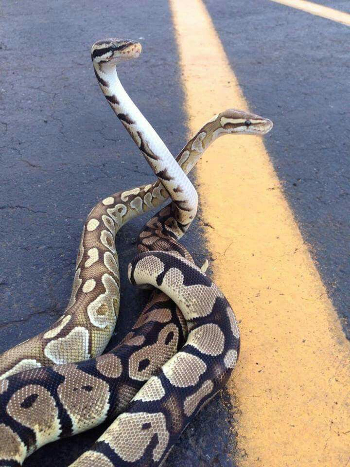 @dragana🐍