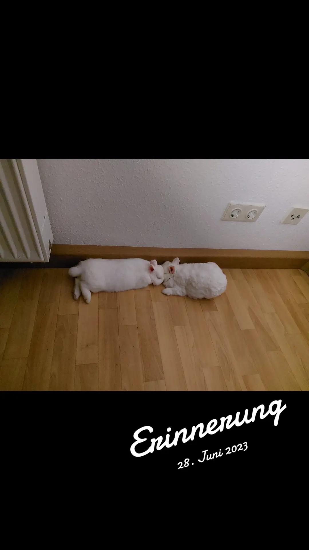 @Sindy_Amy