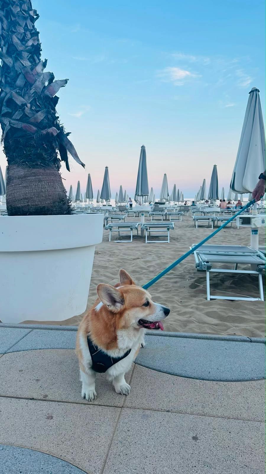 @Cheddar the Corgi