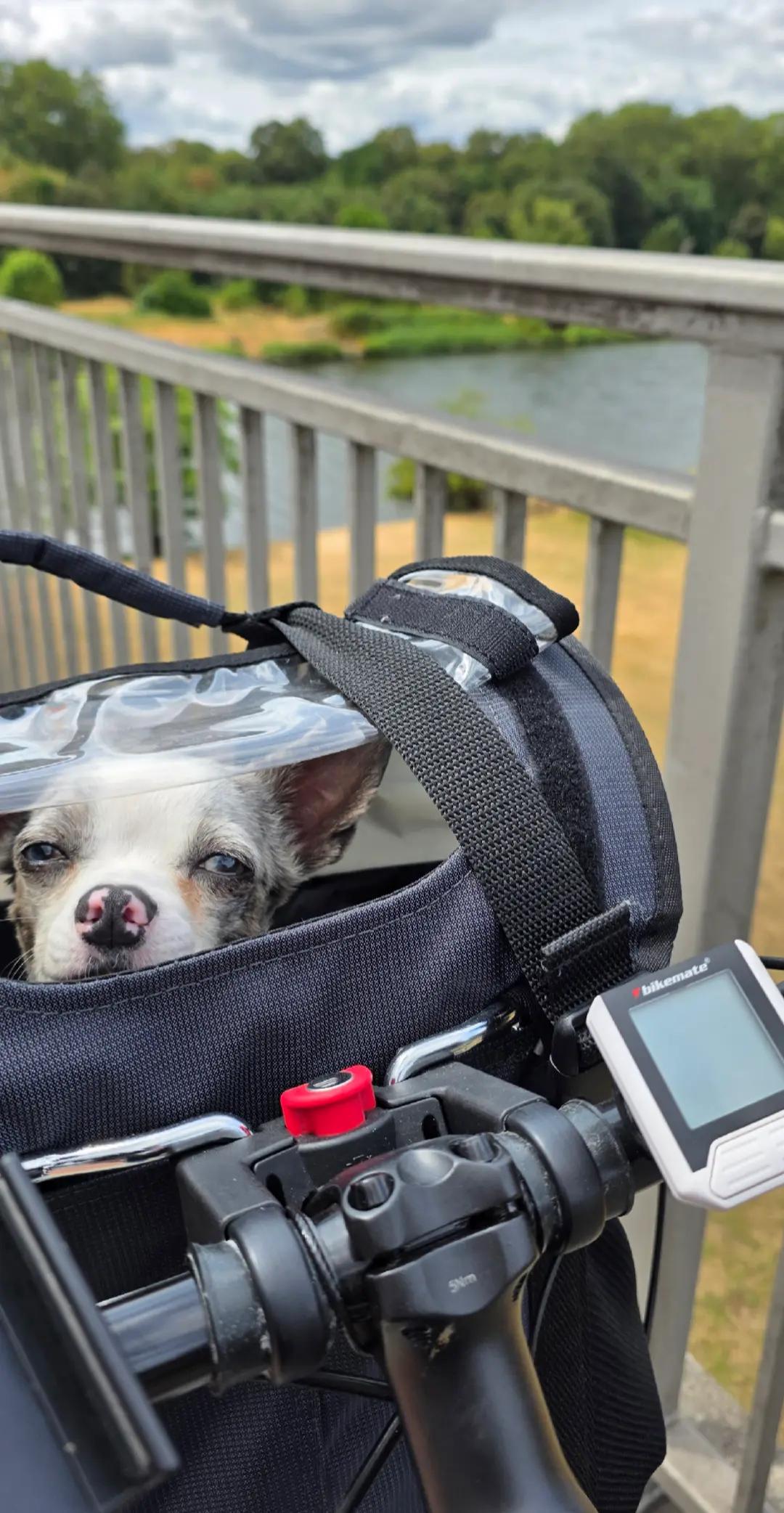 @Jerry_Coby_Chihuahua