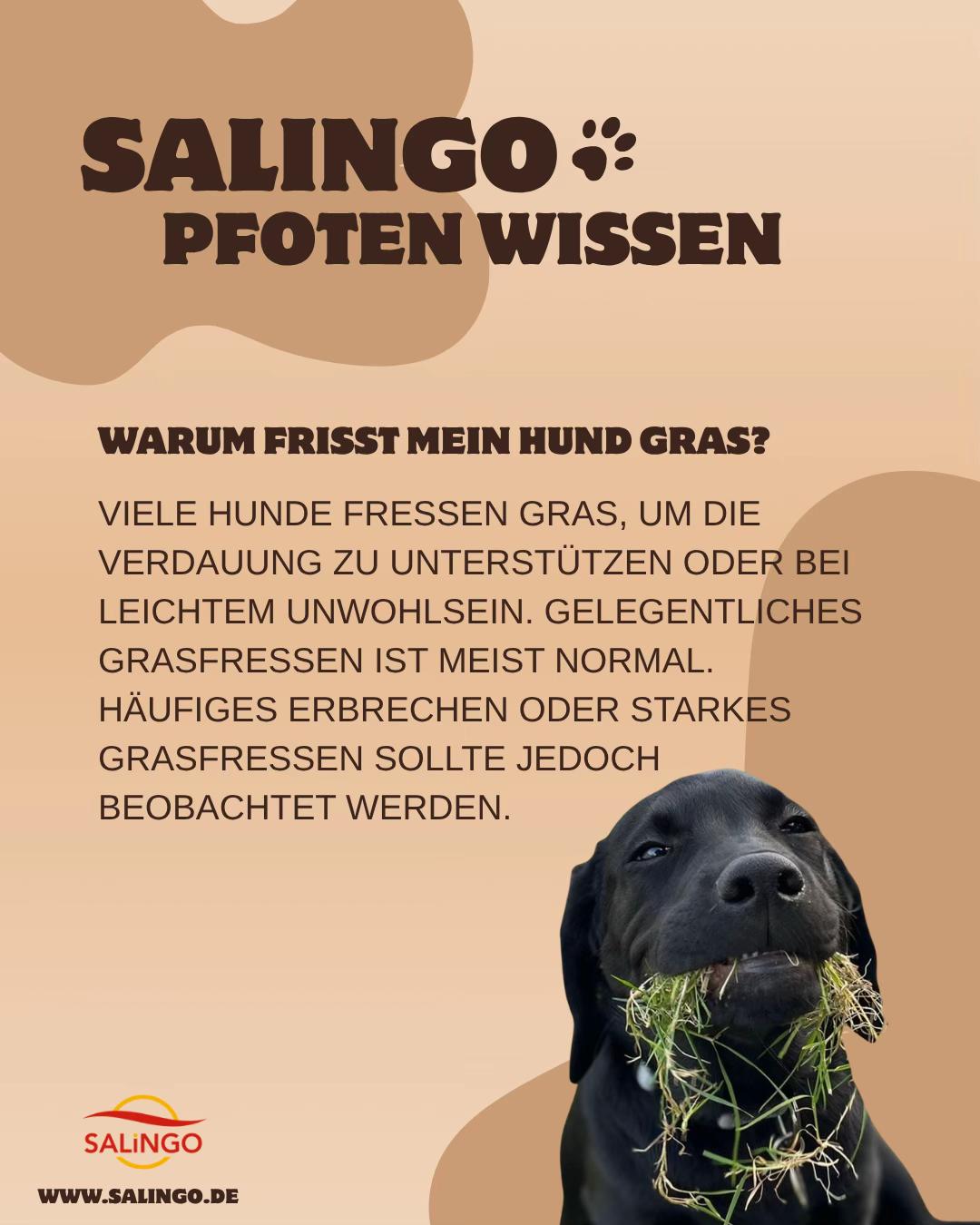 @SALiNGO