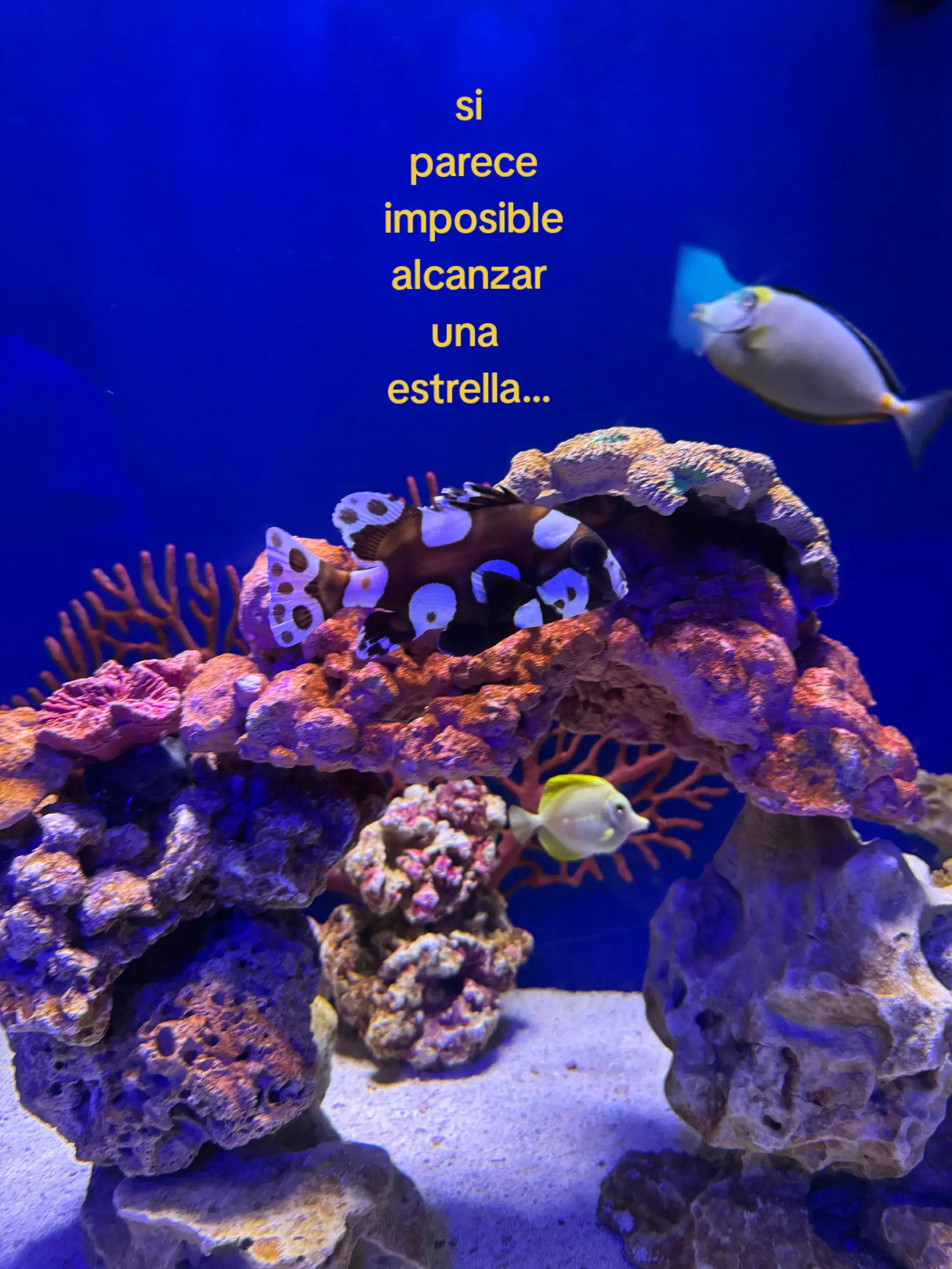 @Minerva<3