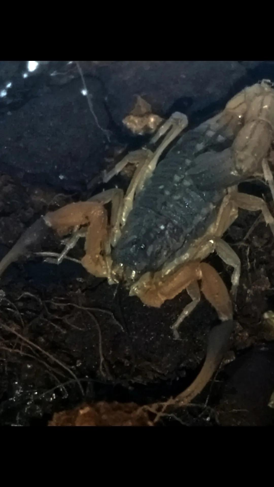 @Mycrazy🤪 animal💚🕷️ world🌏