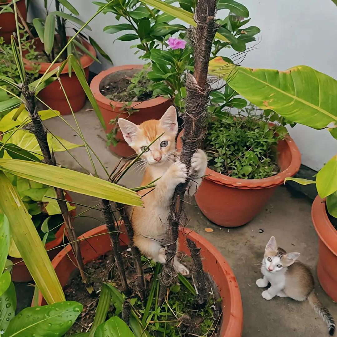 @gatto 🐱