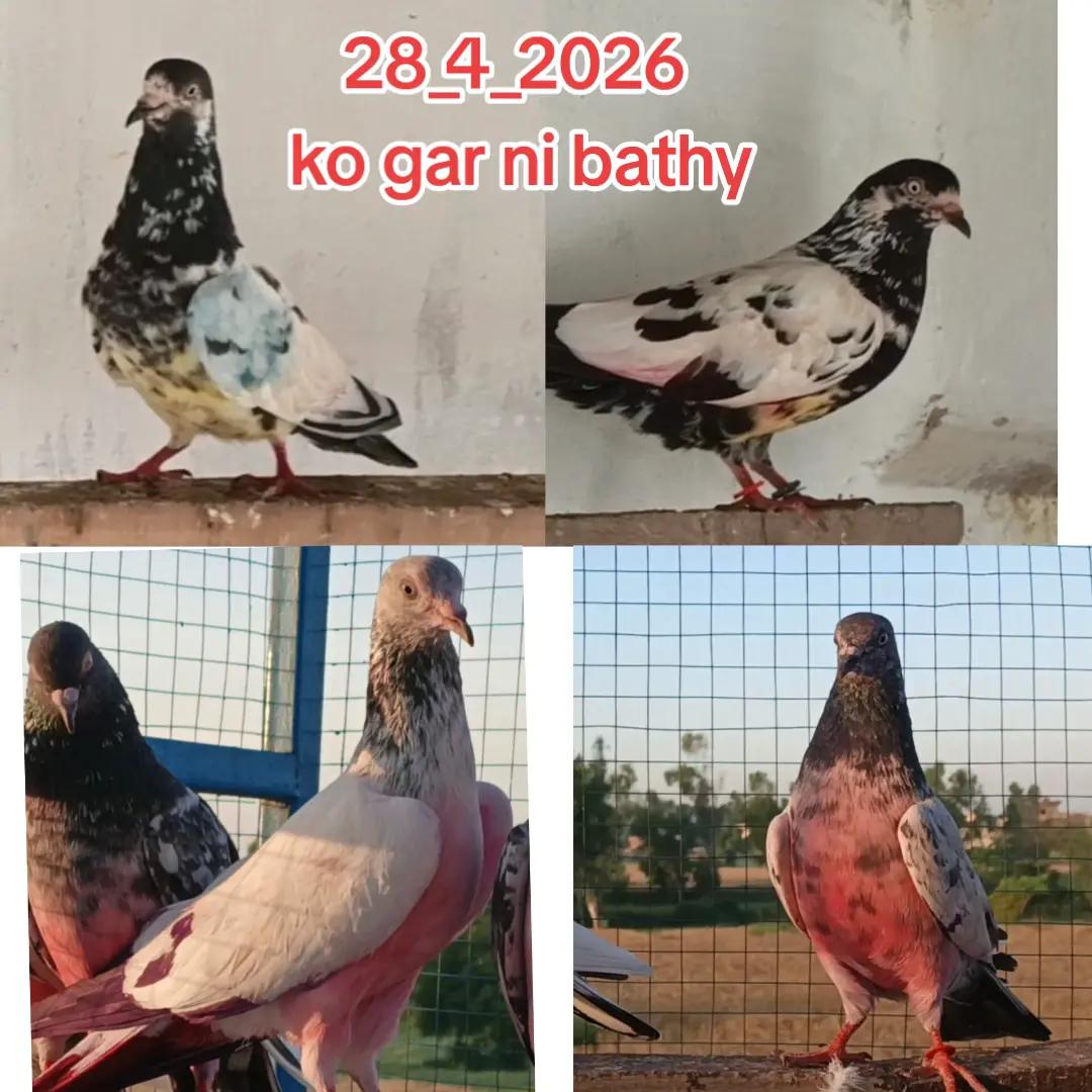 @Malik Arslan 🇵🇰🇸🇦