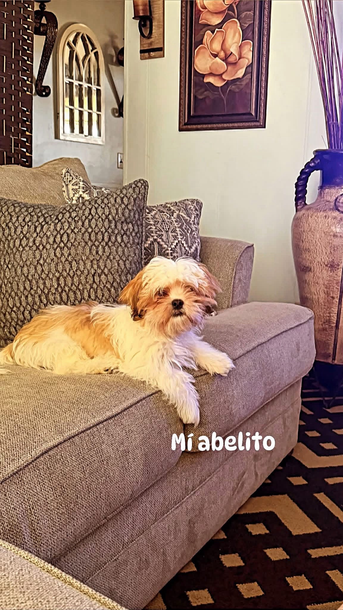 @Crisp&iacute;n_y_mia_shihtzu_puppies.