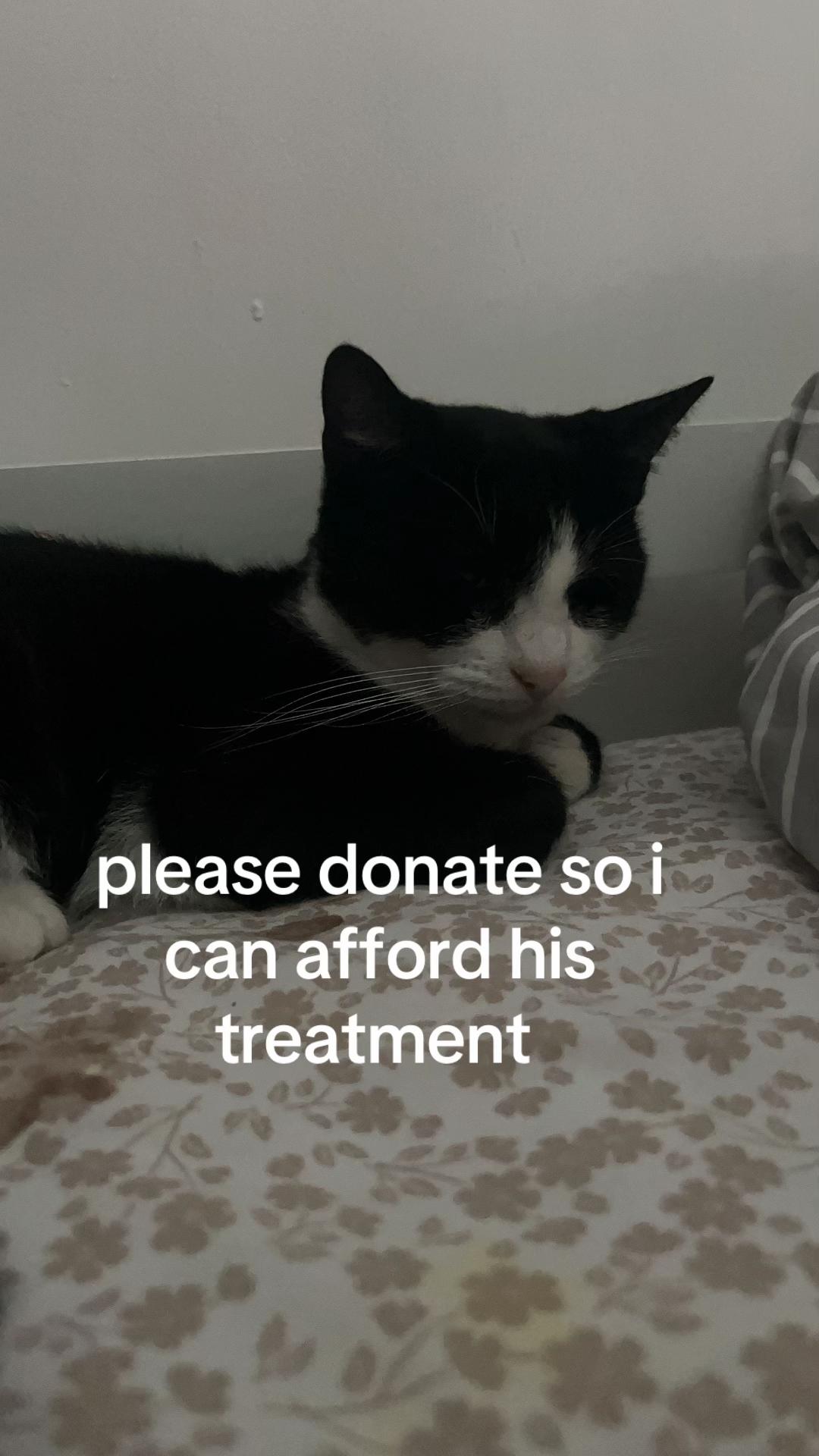 @Save Morris from FIP 🐾❤️&zwj;🩹