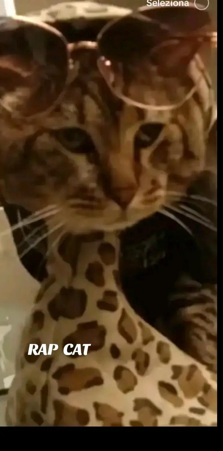 @RAP  CAT