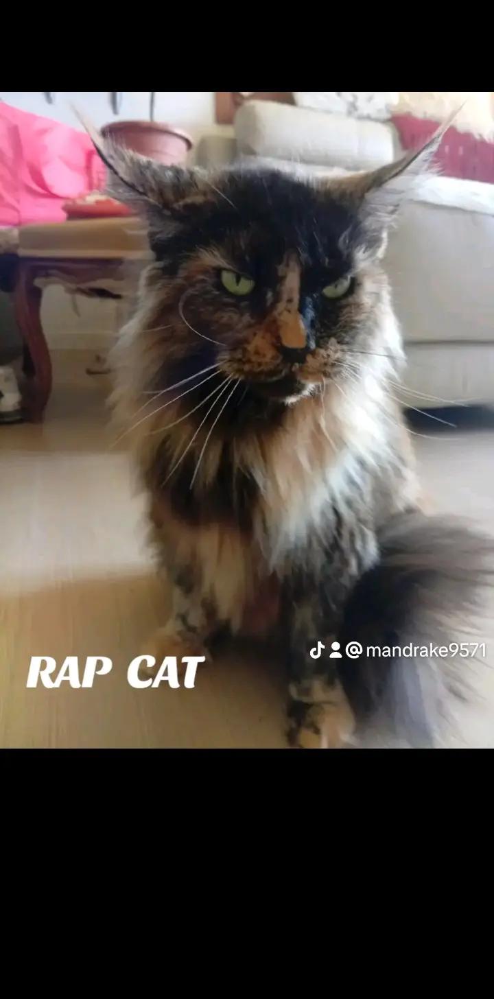 @RAP CAT