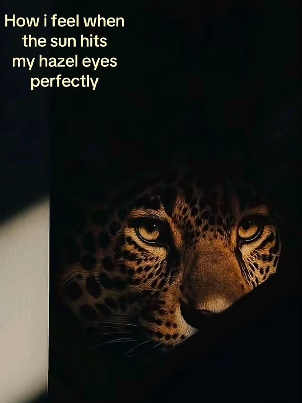 @🪼🪼