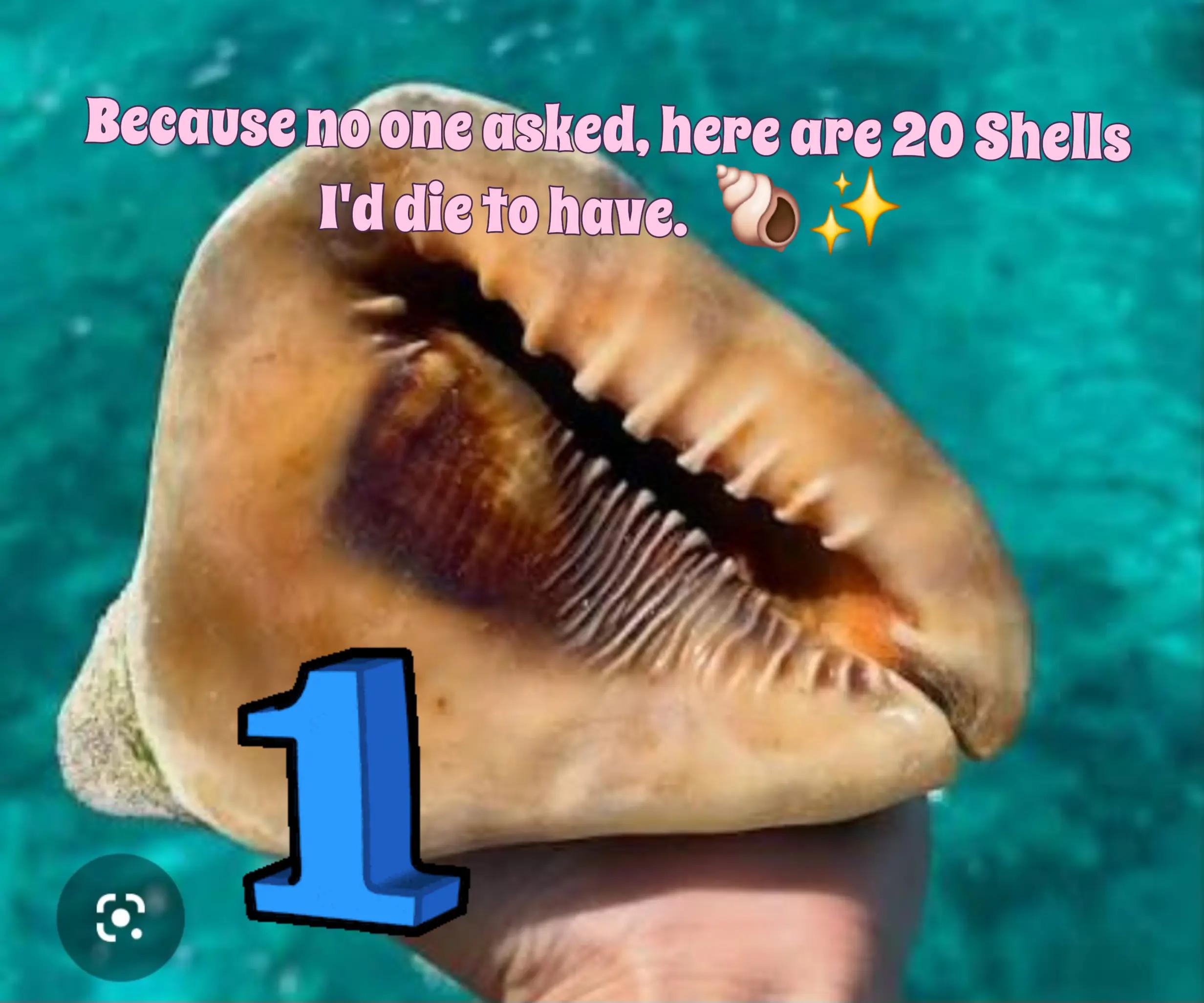@💮🌸🌼 Liz F. 🐚☀️✨️