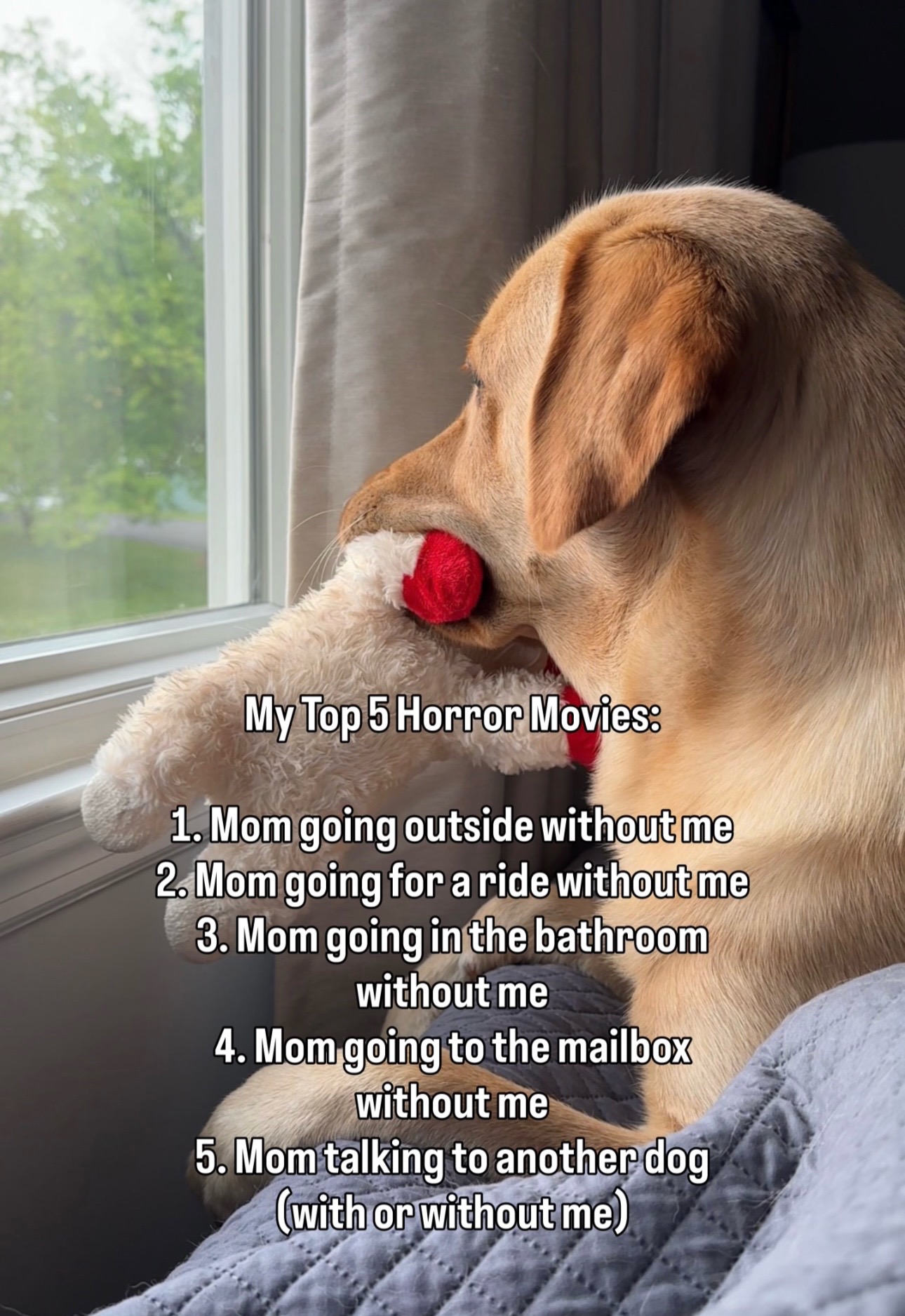 @Lord Jack The Yellow Lab