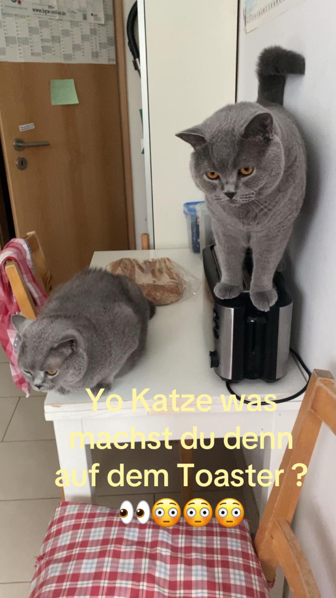 @😸
