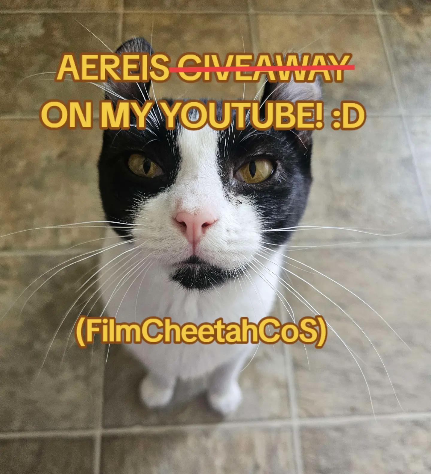 @cheetah ‼️[HIATUS]